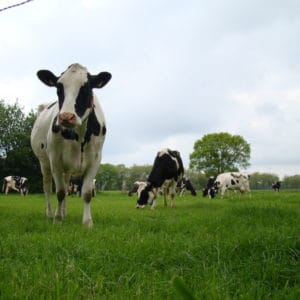 Wanneer is Graskaas verkrijgbaar