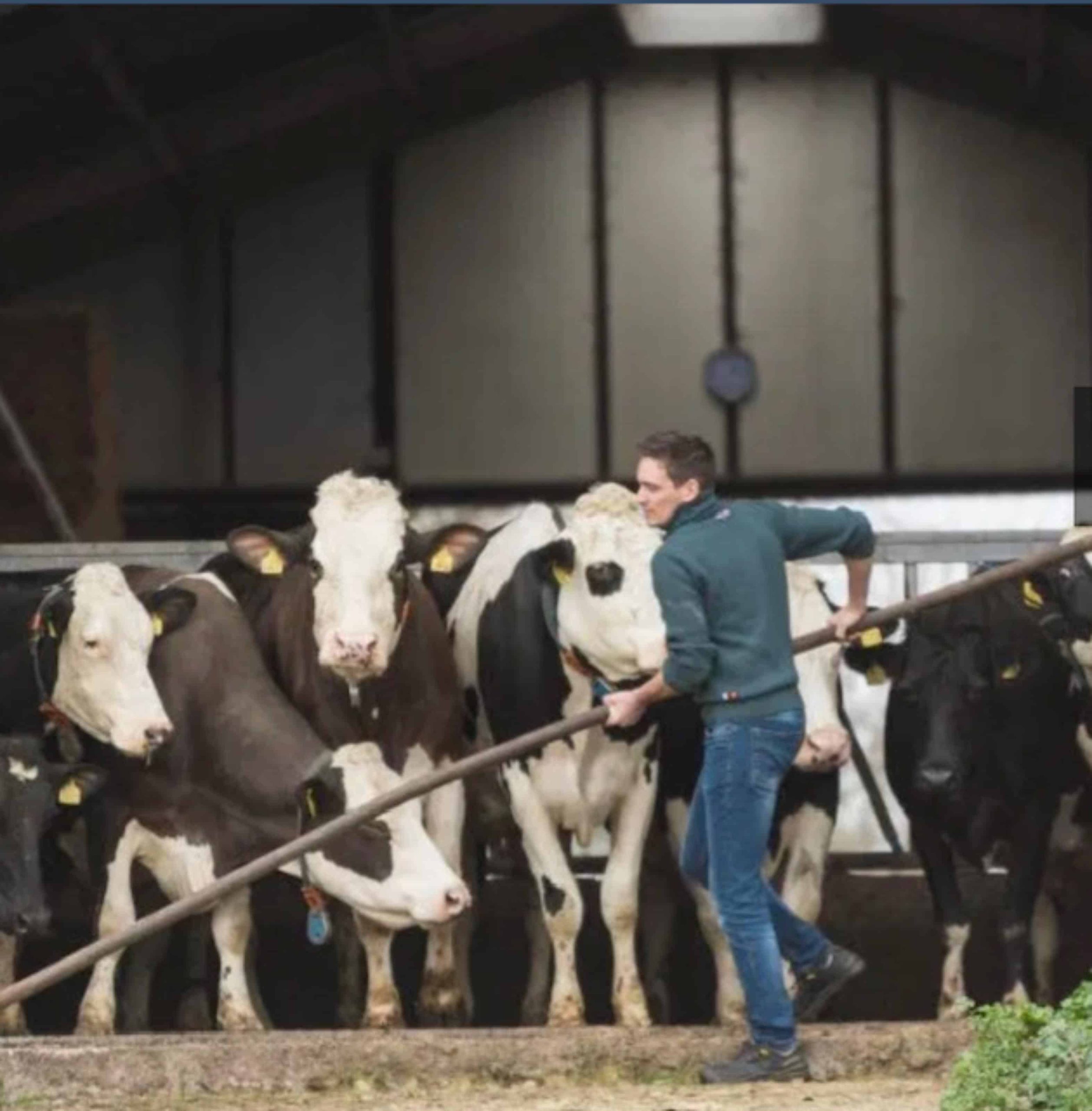 boerenkaas online kopen Boer bij kaas koeien op een boerderij