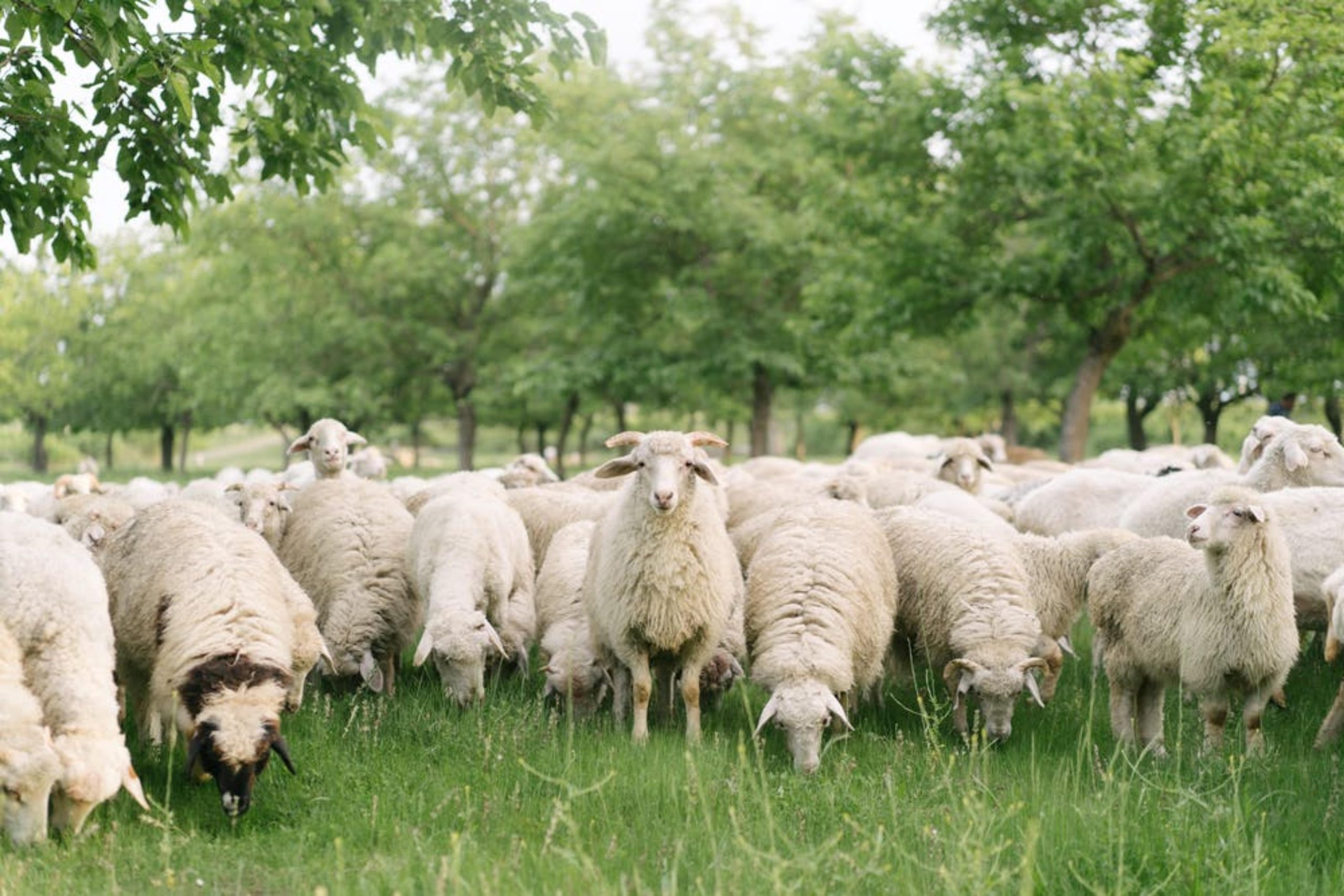 schapen tussen bomen voor schapenkaas schapen tussen bomen voor schapenkaas